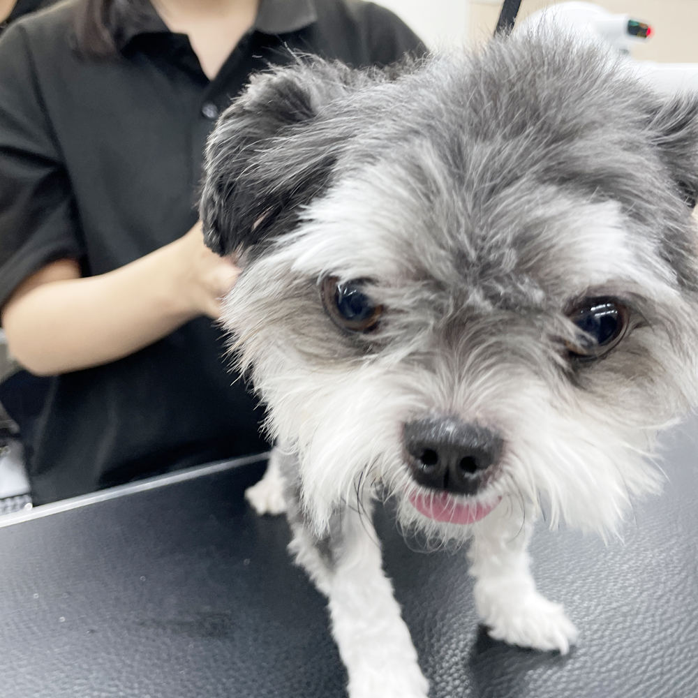 たくさんの犬種が来てくれます！